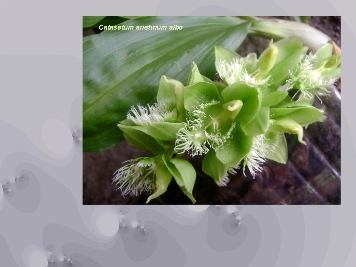 Catasetum arietinum albo 