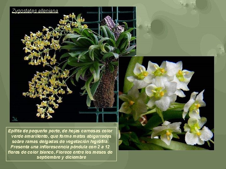 Zygostates alleniana Epífita de pequeño porte, de hojas carnosas color verde amarillento, que forma