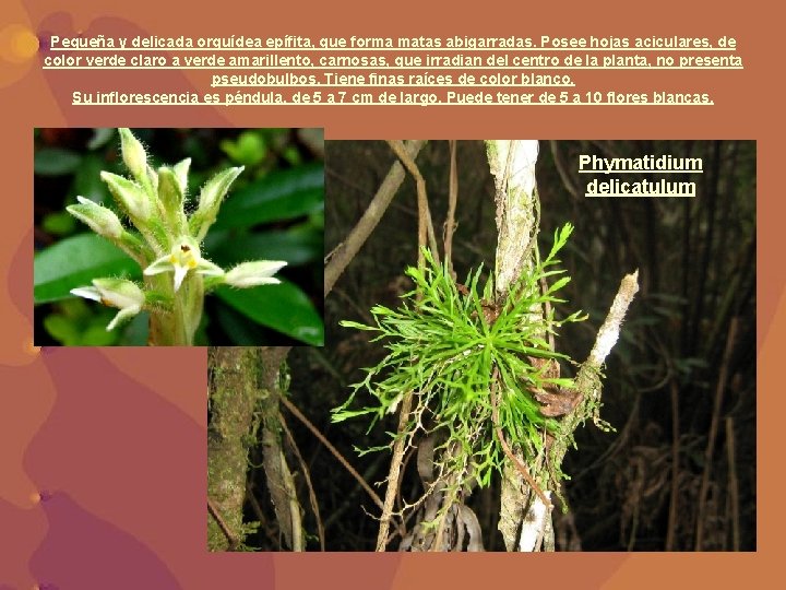 Pequeña y delicada orquídea epífita, que forma matas abigarradas. Posee hojas aciculares, de color