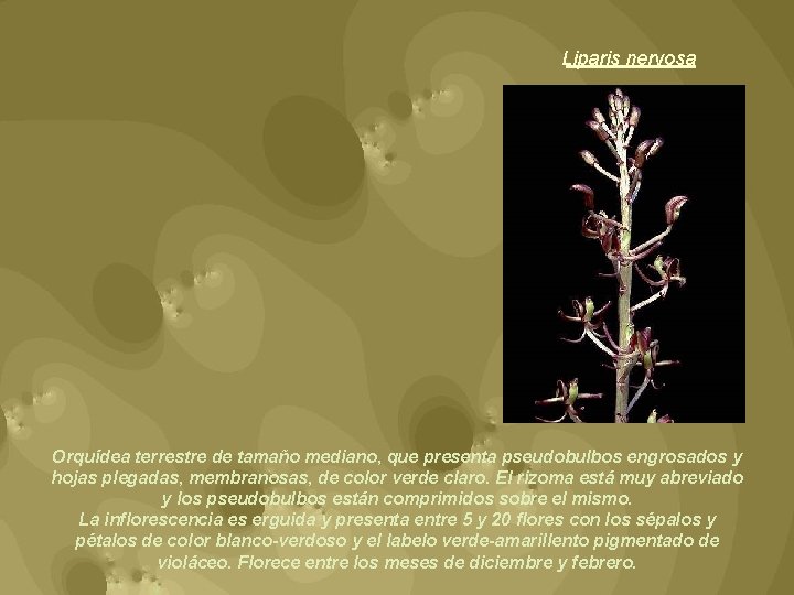 Liparis nervosa Orquídea terrestre de tamaño mediano, que presenta pseudobulbos engrosados y hojas plegadas,