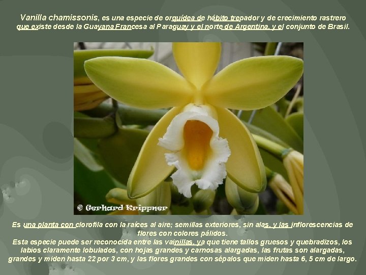 Vanilla chamissonis, es una especie de orquídea de hábito trepador y de crecimiento rastrero