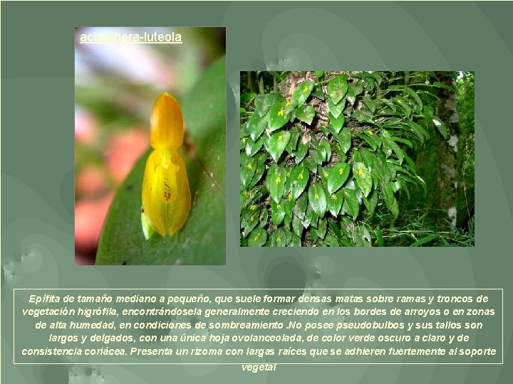 acianthera-luteola Epífita de tamaño mediano a pequeño, que suele formar densas matas sobre ramas