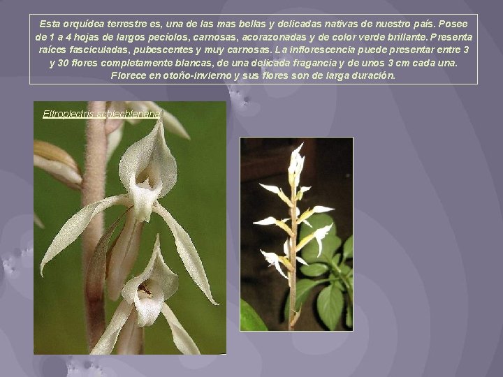 Esta orquídea terrestre es, una de las mas bellas y delicadas nativas de nuestro