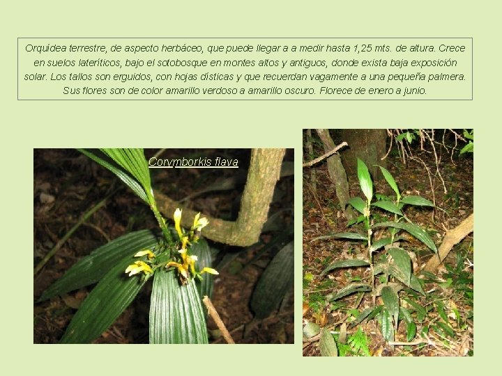 Orquídea terrestre, de aspecto herbáceo, que puede llegar a a medir hasta 1, 25