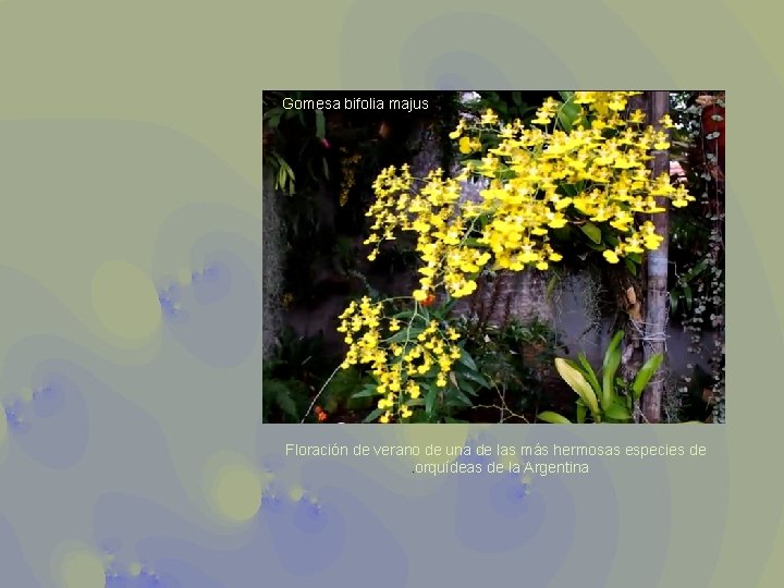 Gomesa bifolia majus Floración de verano de una de las más hermosas especies de.