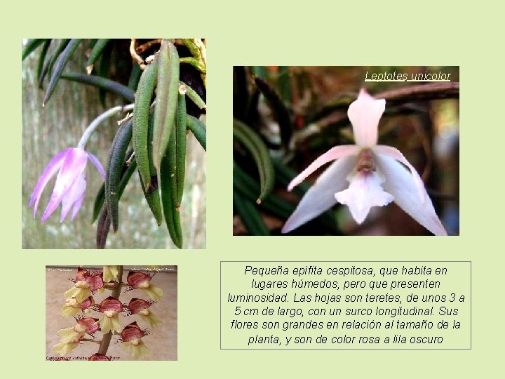 Leptotes unicolor Pequeña epífita cespitosa, que habita en lugares húmedos, pero que presenten luminosidad.