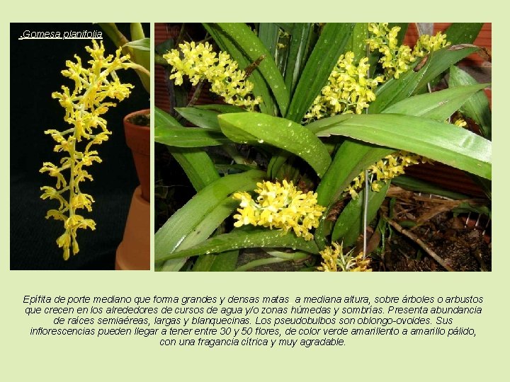 . Gomesa planifolia Epífita de porte mediano que forma grandes y densas matas a