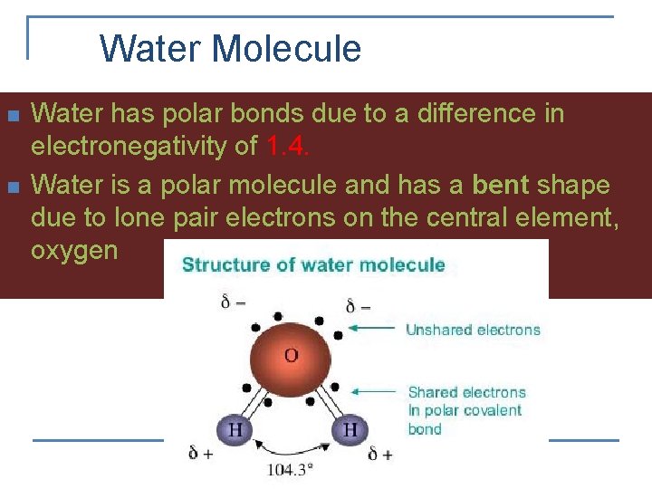Water Molecule n n Water has polar bonds due to a difference in electronegativity