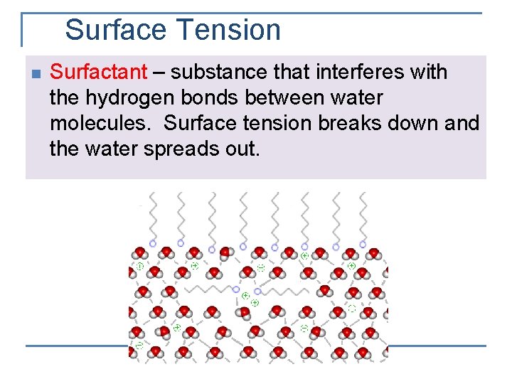 Surface Tension n Surfactant – substance that interferes with the hydrogen bonds between water