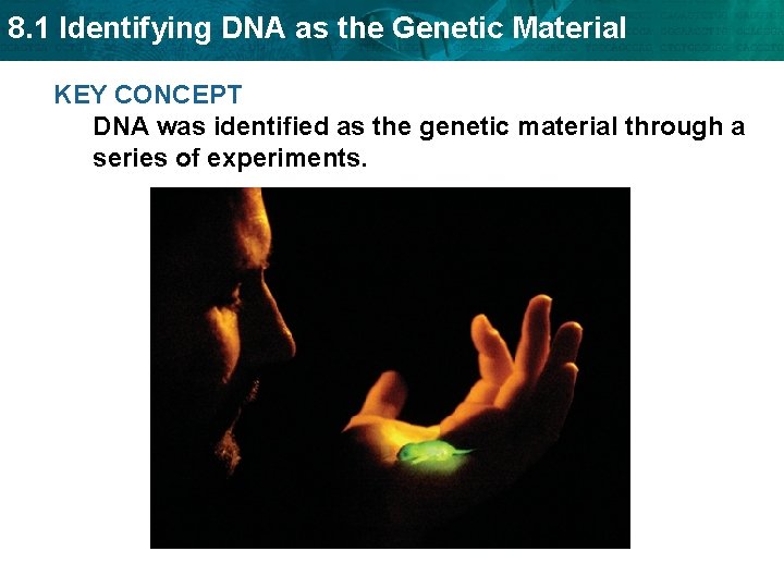 8. 1 Identifying DNA as the Genetic Material KEY CONCEPT DNA was identified as
