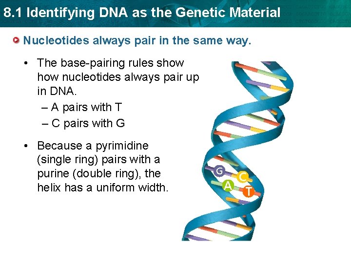 8. 1 Identifying DNA as the Genetic Material Nucleotides always pair in the same