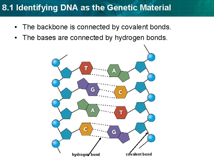 8. 1 Identifying DNA as the Genetic Material • The backbone is connected by