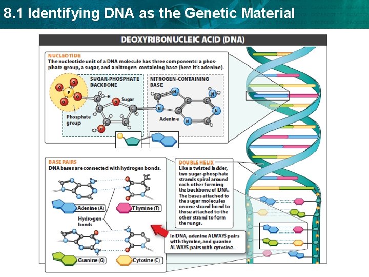 8. 1 Identifying DNA as the Genetic Material 