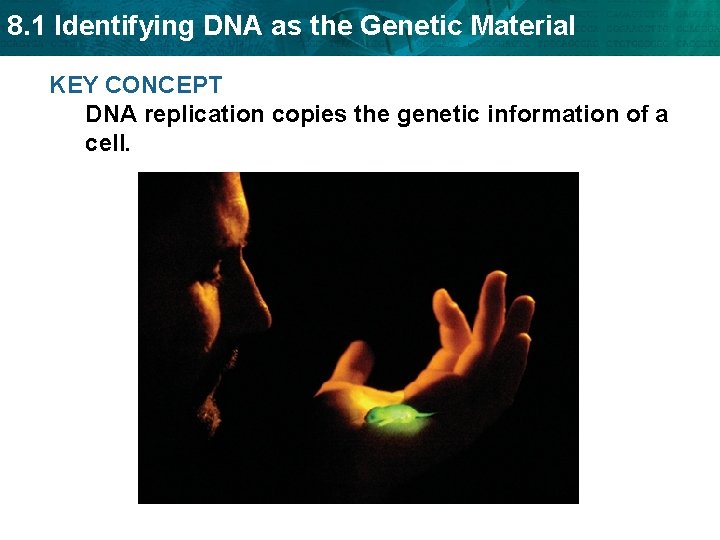 8. 1 Identifying DNA as the Genetic Material KEY CONCEPT DNA replication copies the