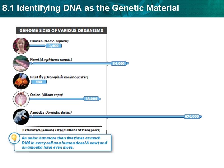 8. 1 Identifying DNA as the Genetic Material 