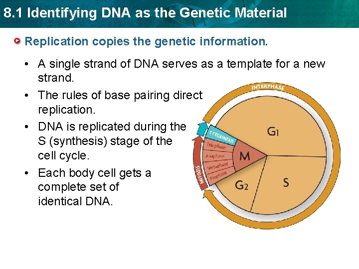 8. 1 Identifying DNA as the Genetic Material Replication copies the genetic information. •