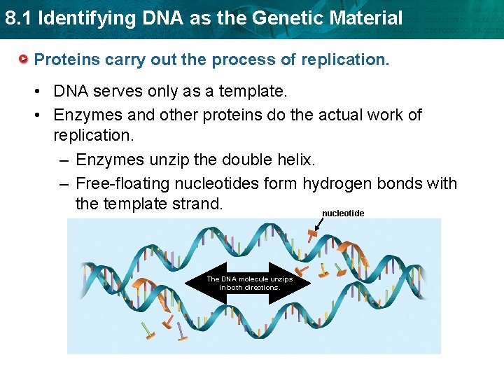 8. 1 Identifying DNA as the Genetic Material Proteins carry out the process of