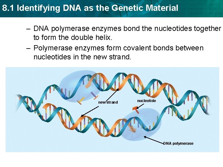 8. 1 Identifying DNA as the Genetic Material – DNA polymerase enzymes bond the