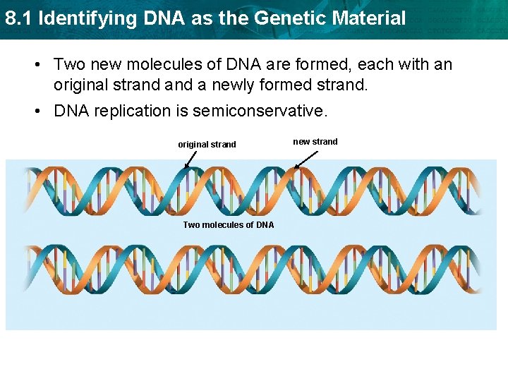 8. 1 Identifying DNA as the Genetic Material • Two new molecules of DNA