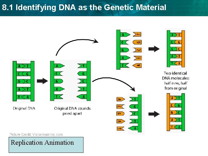 8. 1 Identifying DNA as the Genetic Material Replication Animation 