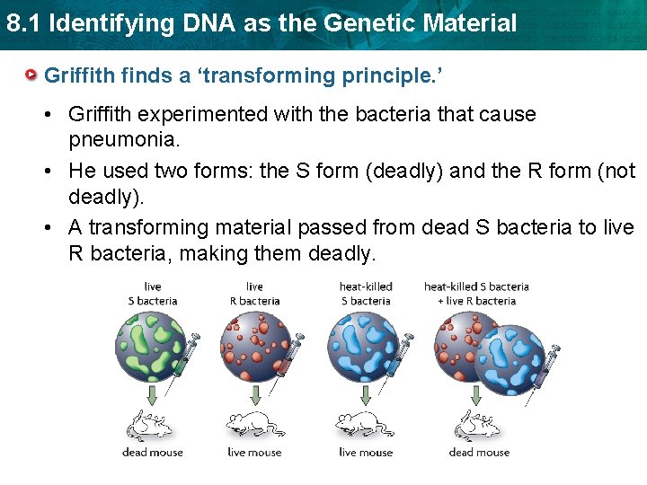 8. 1 Identifying DNA as the Genetic Material Griffith finds a ‘transforming principle. ’