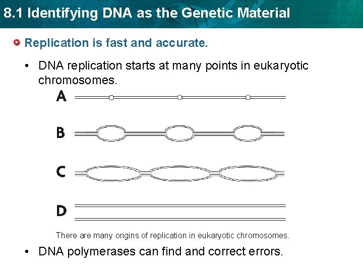 8. 1 Identifying DNA as the Genetic Material Replication is fast and accurate. •