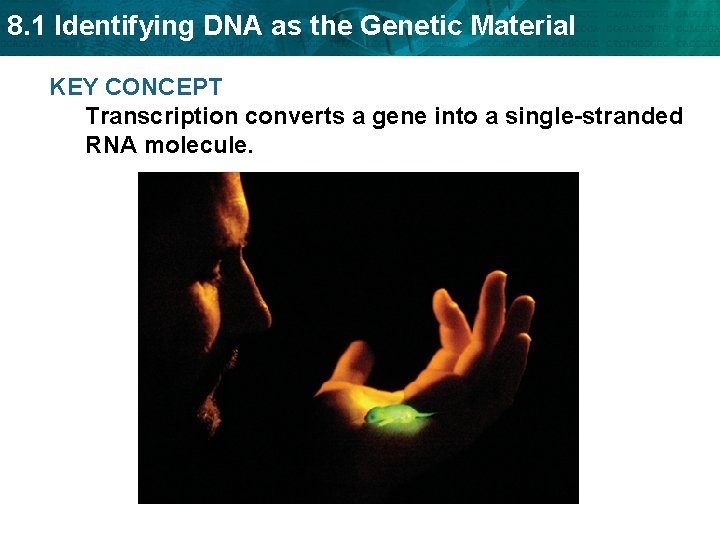 8. 1 Identifying DNA as the Genetic Material KEY CONCEPT Transcription converts a gene