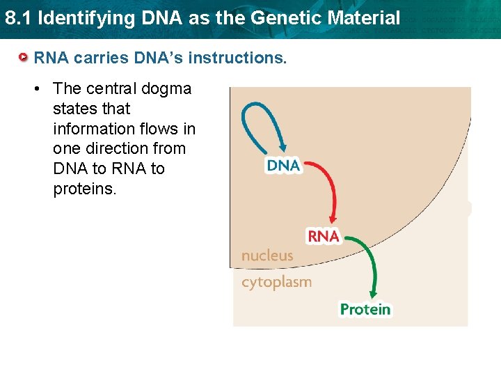 8. 1 Identifying DNA as the Genetic Material RNA carries DNA’s instructions. • The