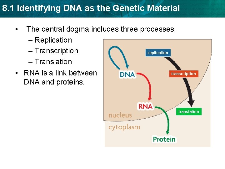 8. 1 Identifying DNA as the Genetic Material • The central dogma includes three