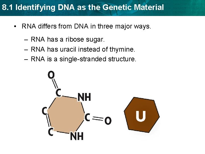 8. 1 Identifying DNA as the Genetic Material • RNA differs from DNA in