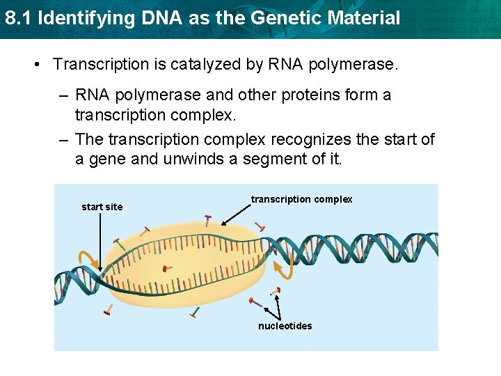 8. 1 Identifying DNA as the Genetic Material • Transcription is catalyzed by RNA