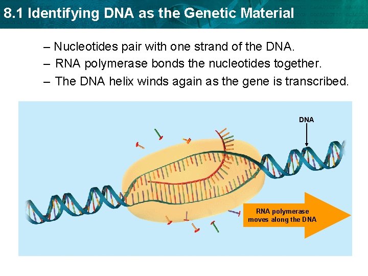 8. 1 Identifying DNA as the Genetic Material – Nucleotides pair with one strand