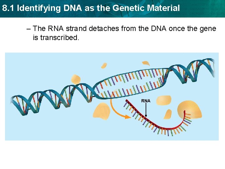 8. 1 Identifying DNA as the Genetic Material – The RNA strand detaches from