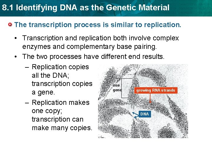 8. 1 Identifying DNA as the Genetic Material The transcription process is similar to