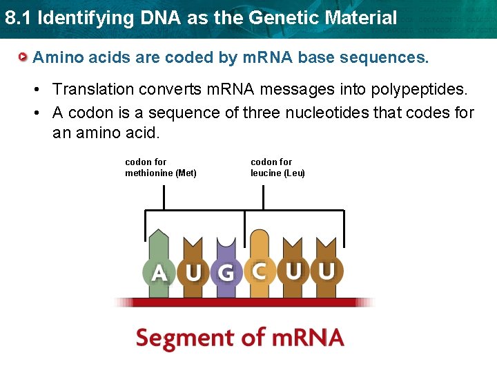 8. 1 Identifying DNA as the Genetic Material Amino acids are coded by m.