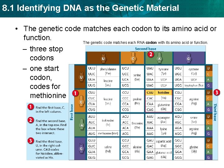 8. 1 Identifying DNA as the Genetic Material • The genetic code matches each