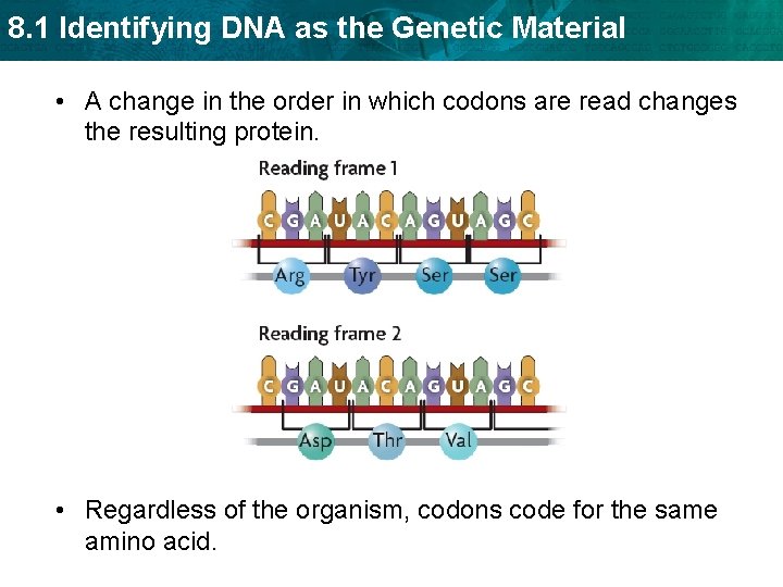 8. 1 Identifying DNA as the Genetic Material • A change in the order