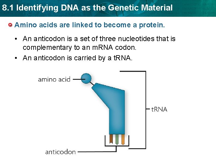 8. 1 Identifying DNA as the Genetic Material Amino acids are linked to become