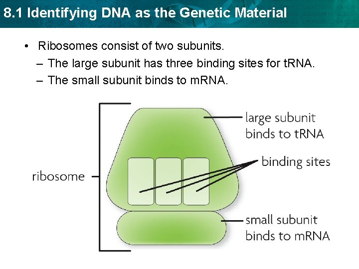 8. 1 Identifying DNA as the Genetic Material • Ribosomes consist of two subunits.