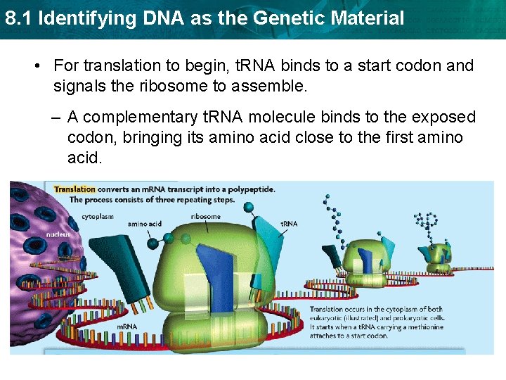 8. 1 Identifying DNA as the Genetic Material • For translation to begin, t.