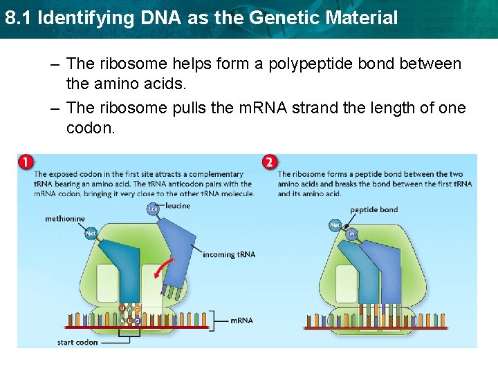 8. 1 Identifying DNA as the Genetic Material – The ribosome helps form a