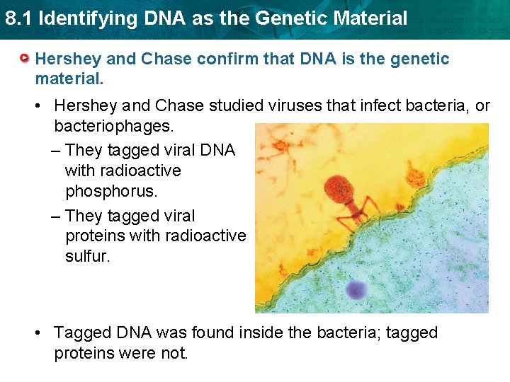 8. 1 Identifying DNA as the Genetic Material Hershey and Chase confirm that DNA