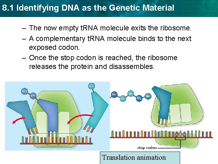 8. 1 Identifying DNA as the Genetic Material – The now empty t. RNA