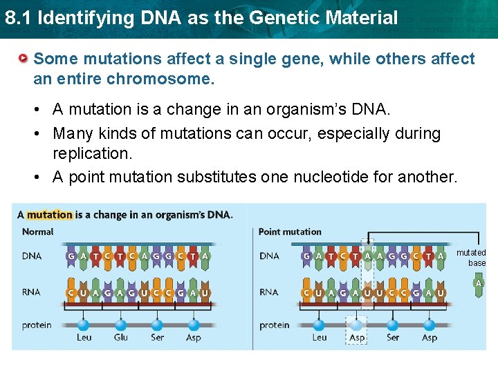 8. 1 Identifying DNA as the Genetic Material Some mutations affect a single gene,