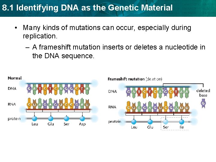 8. 1 Identifying DNA as the Genetic Material • Many kinds of mutations can