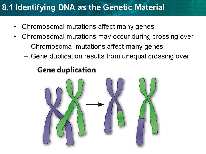 8. 1 Identifying DNA as the Genetic Material • Chromosomal mutations affect many genes.