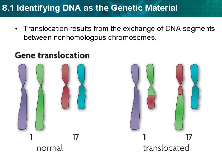 8. 1 Identifying DNA as the Genetic Material • Translocation results from the exchange