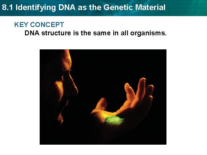 8. 1 Identifying DNA as the Genetic Material KEY CONCEPT DNA structure is the