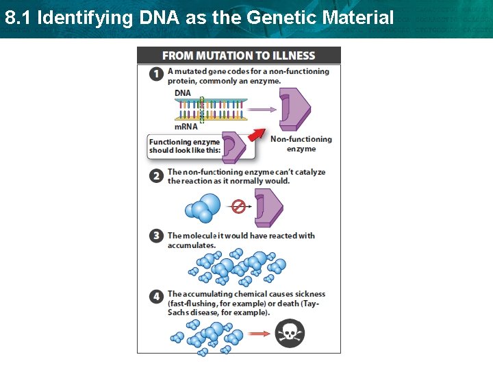 8. 1 Identifying DNA as the Genetic Material 