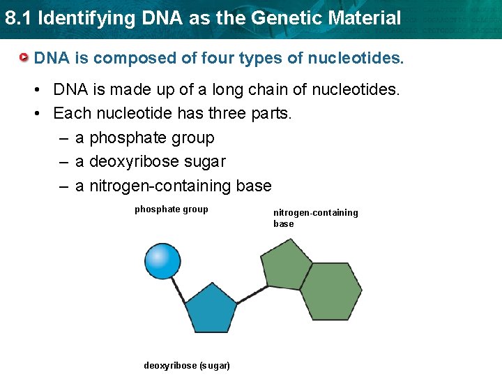 8. 1 Identifying DNA as the Genetic Material DNA is composed of four types